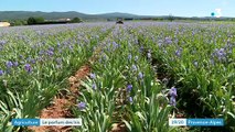 Les iris de TRETS au 1920 de France3 18mai2022