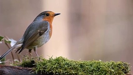 Simple Cinematic ||  Relaxing Music for Sleep, Studiying and Relaxation ||Birds in Nature,  I Wish I Could Sleep - Accoustic Music - dailymotion