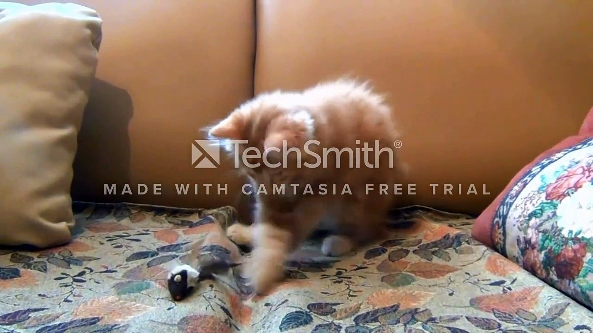 funny cat games video