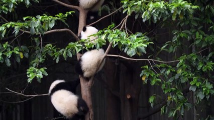 Three pandas climbing a tree is a cute moment