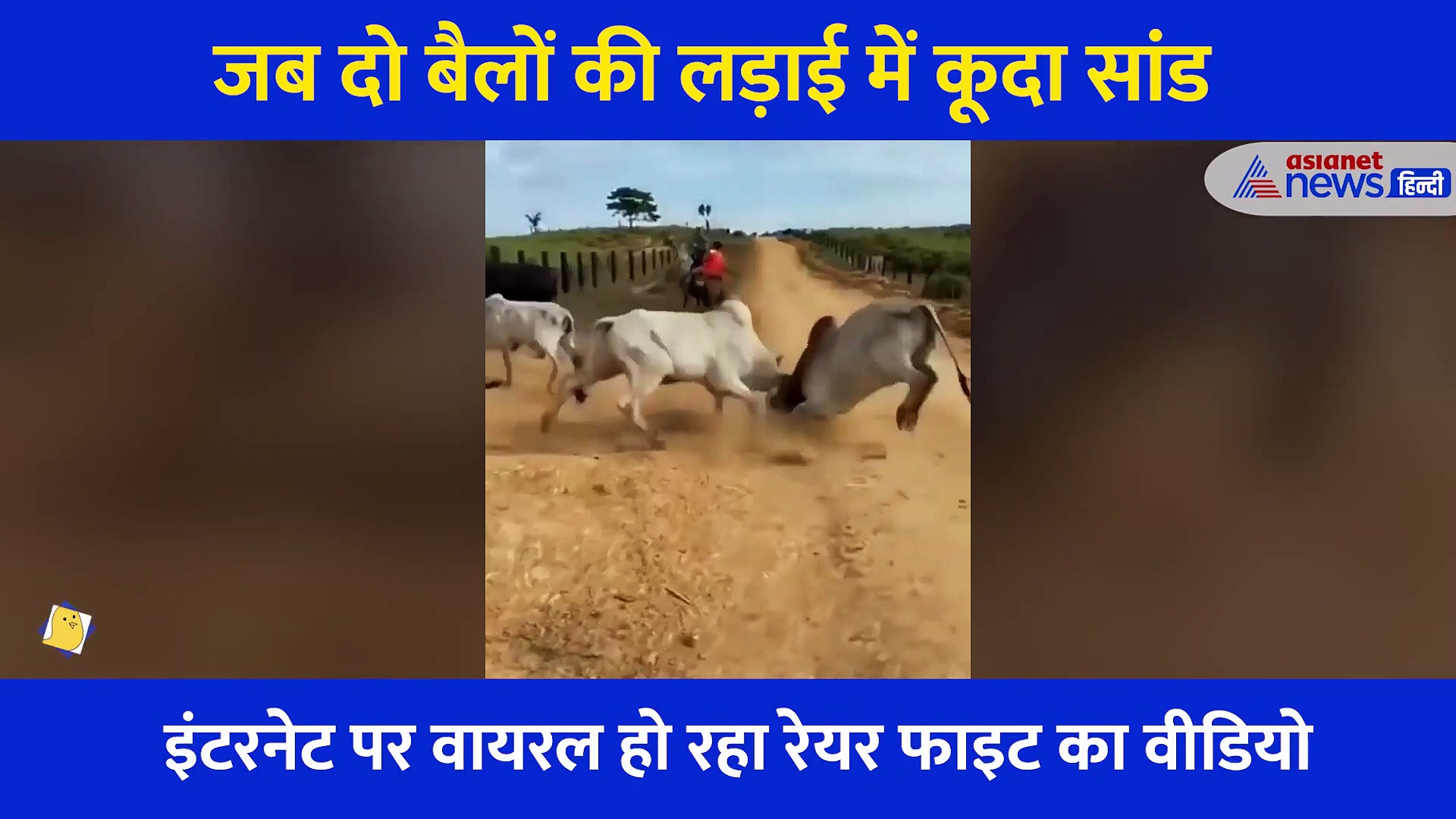 जब दो बैलों की लड़ाई में कूदा सांड... खतरनाक Fight का Video Viral