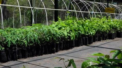 Vivero “El Guanacaste”, pequeño pulmón forestal en Estelí