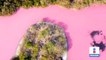 Laguna La Salina, en Oaxaca, se tiñe de rosa