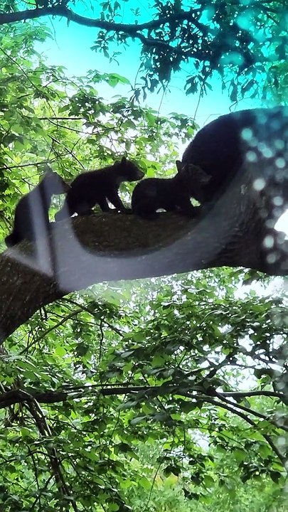 Black Bear Family Frolics in Trees