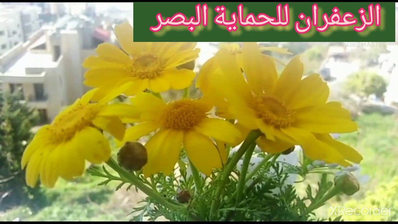 نقي قلبك نبات الزعفران يحمي البصر وهو فراش الجنه