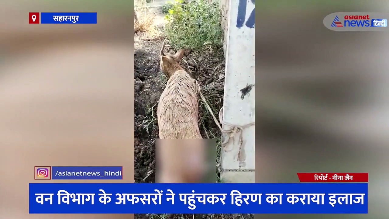 आदमखोर कुत्तों के झुंड ने हिरण पर किया हमला, ग्रामीणों की मदद से घायल हिरण की बची जान