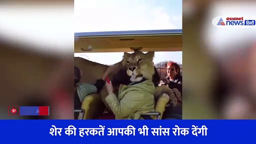 सांसें रोक देने वाला Video, टूरिस्ट गाड़ी में घुस शेर ने शख्स के साथ किया कुछ ऐसा... छूट जाएंगे पसीने 