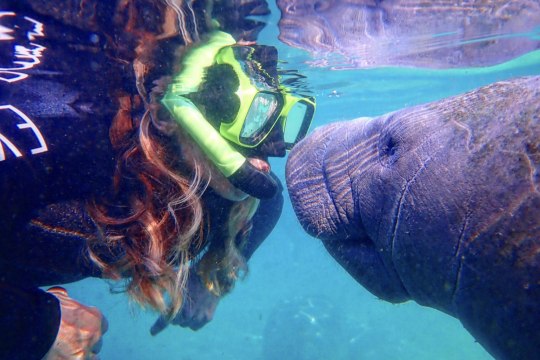 This Florida Town Is the Only Place on the Continent Where You Can Swim With Manatees