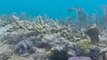 University of Miami study finds baby corals can contract deadly disease