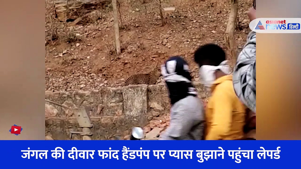Video: पानी की तलाश में जंगल से बाहर आया लेपर्ड, हैंडपंप पर पिया पानी, कैमरे में कैद हुआ अद्भुत नजारा