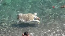 Antalya'da dünyaca ünlü sahile ölü caretta caretta vurdu