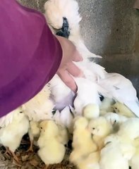 Lavender the Chicken Keeping Chicks Warm