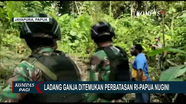 Polisi Temukan Ladang Ganja di Kampung Waris Papua Nugini