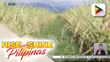 DA, tiniyak na handa ang bansa sa nagbabadyang food crisis
