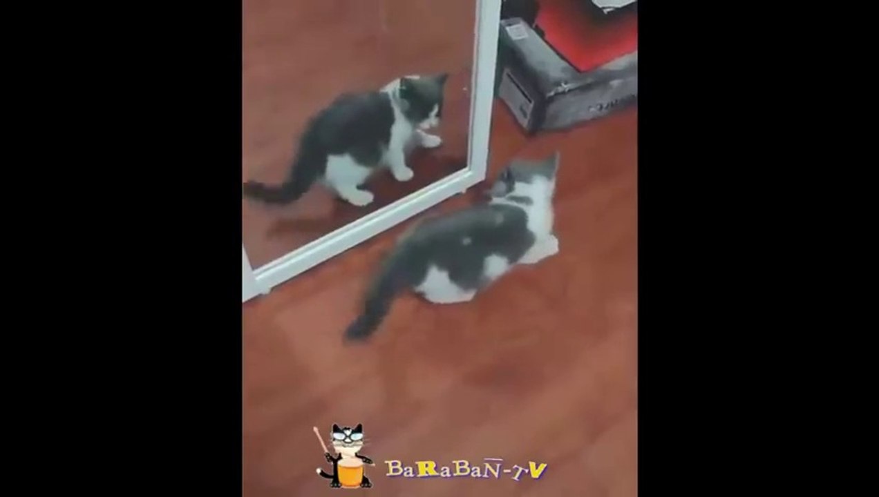 Funny Cats Part-2