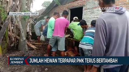 Jumlah Hewan Terpapar PMK di Lumajang Terus Bertambah