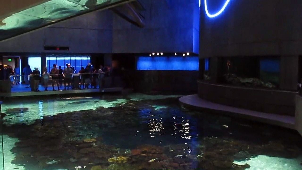 National Aquarium of Baltimore Stingray Cove