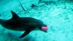 Dolphin Swim at National Aquarium of Baltimore