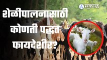 Goat farming methods | मुक्त व्यवस्थापनात शेळीपालन करावे का ? | Sakal Media |