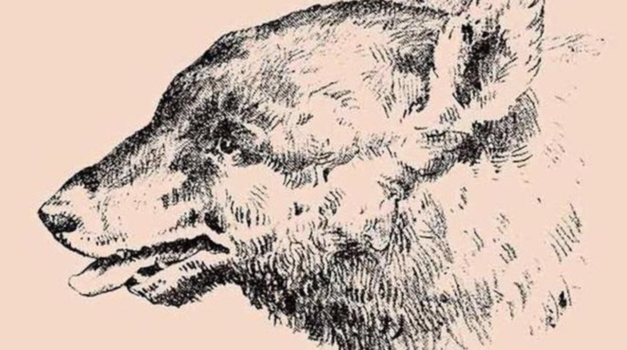 L’énigme visuelle du chien, un homme caché dans le dessin, à vous de le trouver