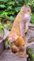 Baby monkey newborn cute animals 16