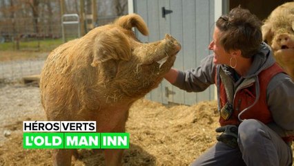 Héros verts : l'Odd Man Inn