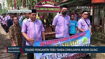 Tradisi Pengantin Tebu Tanda Dimulainya Musim Giling