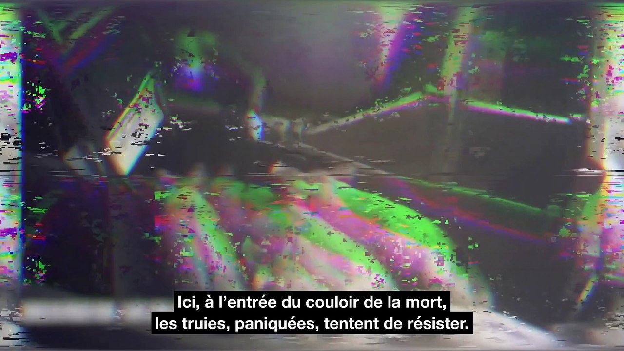 Abattoir de truies de réforme de Briec  groupe...