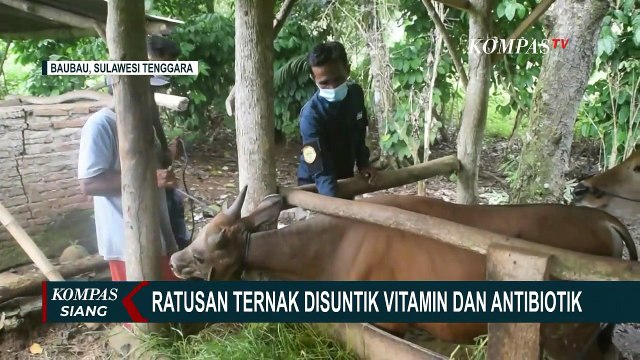 Cegah Wabah PMK Masuk Bali, Peternak Sapi di Klungkung Gencar Periksa Kesehatan Hewan Ternak!