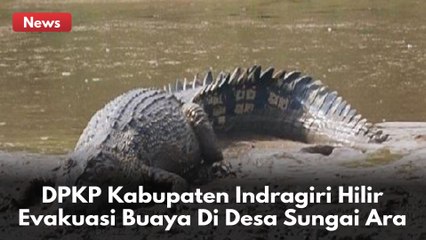 Sudah Mengancam Keselamatan Warga !! Buaya Di Desa Sungai Ara Di Evakuasi !!