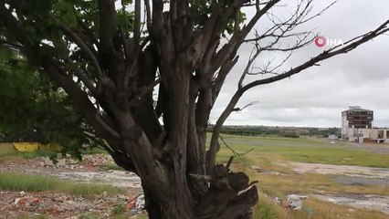 Dekora uymadığı için ağaçları söken CHP'li belediye daha önce de binlerce ağacı sökmüş