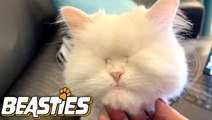 This Cat With No Eyes Is An Internet Sensation | BEASTIES