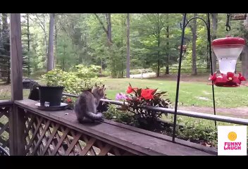 Funny Video Clip - Animal Life #002