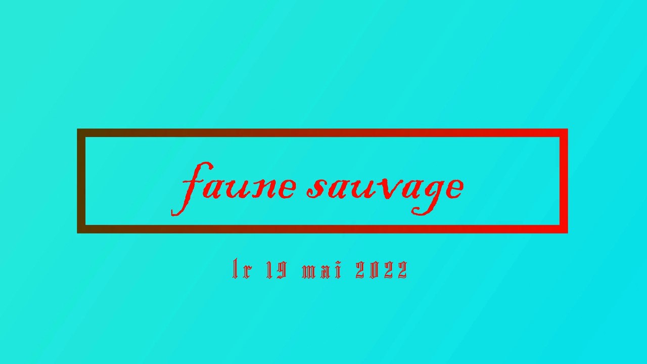 FOUINE LE 19 MAI 2022