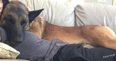 « Mon chien est mon héros et je lui dois la vie », ce malinois a sauvé sa maîtresse d'une attaque de puma