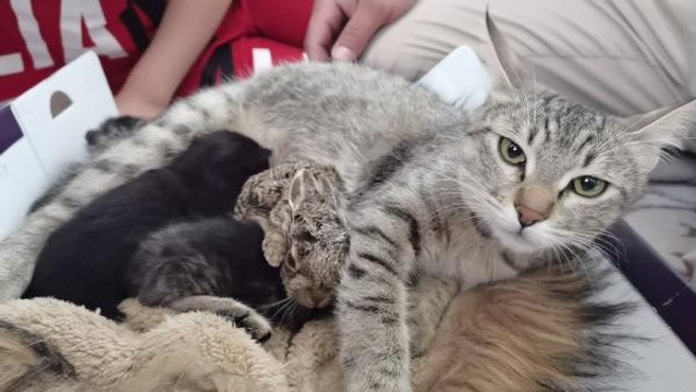 KÖPEKLERİN SALDIRISINDAN KURTARDIĞI YAVRU TAVŞANA, KEDİSİ ANNELİK YAPIYOR
