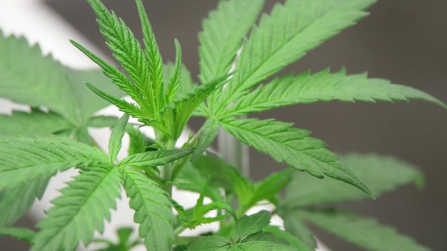 [녹색] 피우지 말고 약으로...의료용 국산 대마 개발 / YTN