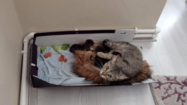 Köpeklerin saldırısından kurtarılan yabani yavru tavşana annelik yapan kedi