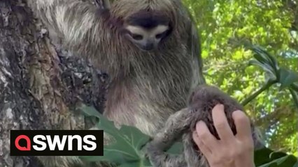 Adorable moment baby sloth is reunited with mum after it was found crying on a beach