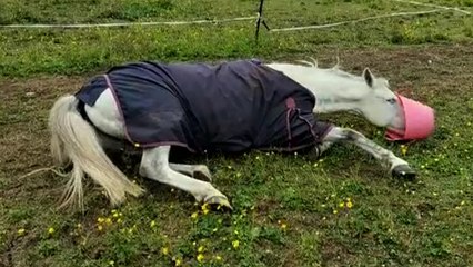 'Silly pony trying to fit his head in a food bucket '