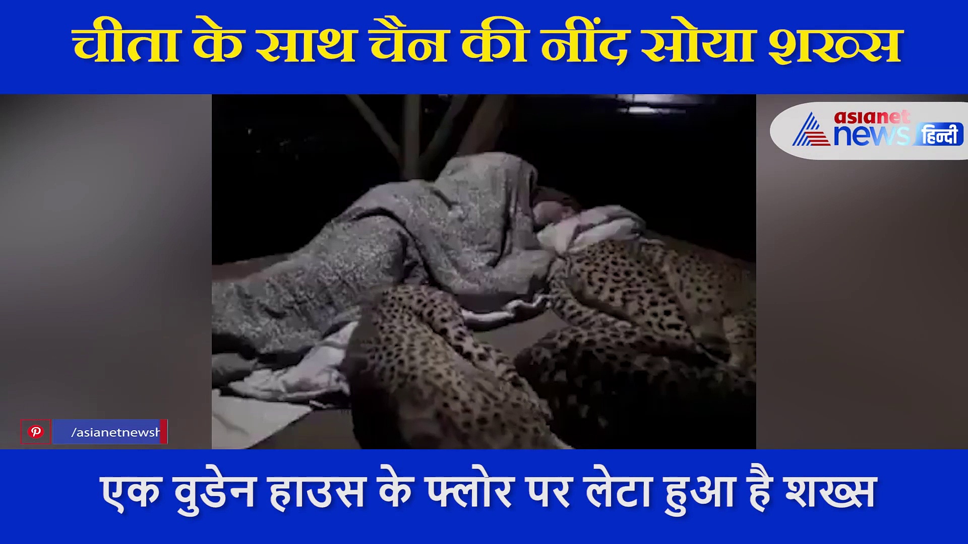 चीता के साथ चैन की नींद सोया शख्स,  सामने आया  हैरान कर देने वाला VIDEO