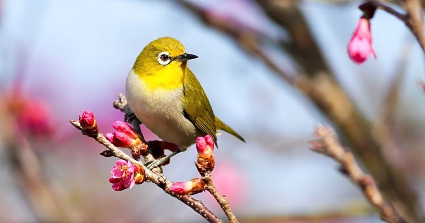 Entendre le chant des oiseaux au quotidien rendrait plus heureux, selon la science