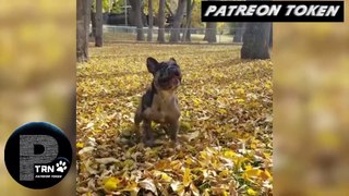 Patreon Token 03 - Funny Pet Animals' Life: Cutest And Funniest Cats and Dogs