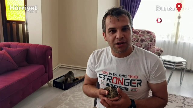 Köpeklerin saldırısından kurtarılan yabani yavru tavşana annelik yapan kedi