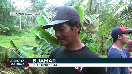 Seekor Sapi Mati Usai Dikunjungi Bupati Lumajang