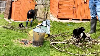 'Cranky cat wants his owner's attention as he cuts down branches '