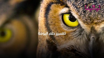 تفسير حلم البومة