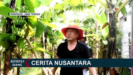 Keren! Warga Kendal Ini Berhasil Budidaya Tanaman Unggul Pisang Mulyo di Lahan Mangkrak!