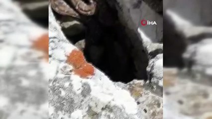 Tek ısırığı bile öldürmeye yetiyor... Sürü halinde görüntülendiler