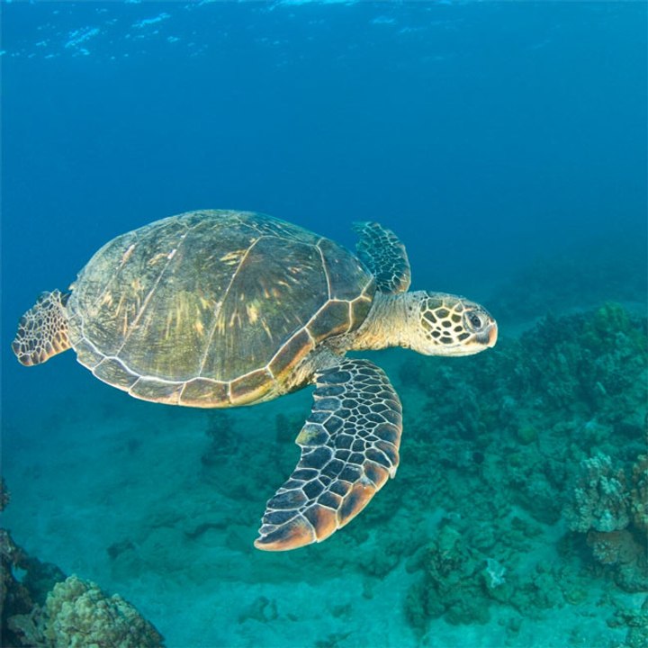 Meeresschildkröten haben einen schrecklichen Orientierungssinn!